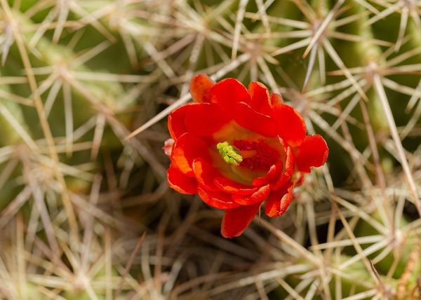 Claret-cup cactus just opening-Echinocereus coccineus-Albuquerque Golden Openspace trails-New Mexico